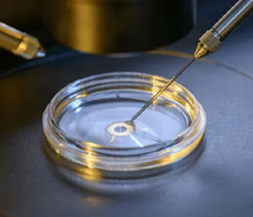 IVF embryology — an embryo under the microscope
